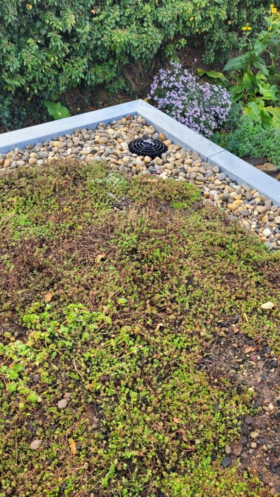 Ein begrüntes Dach mit Bodendeckern, Kiesbereich und Abfluss, umgeben von grüner Vegetation.