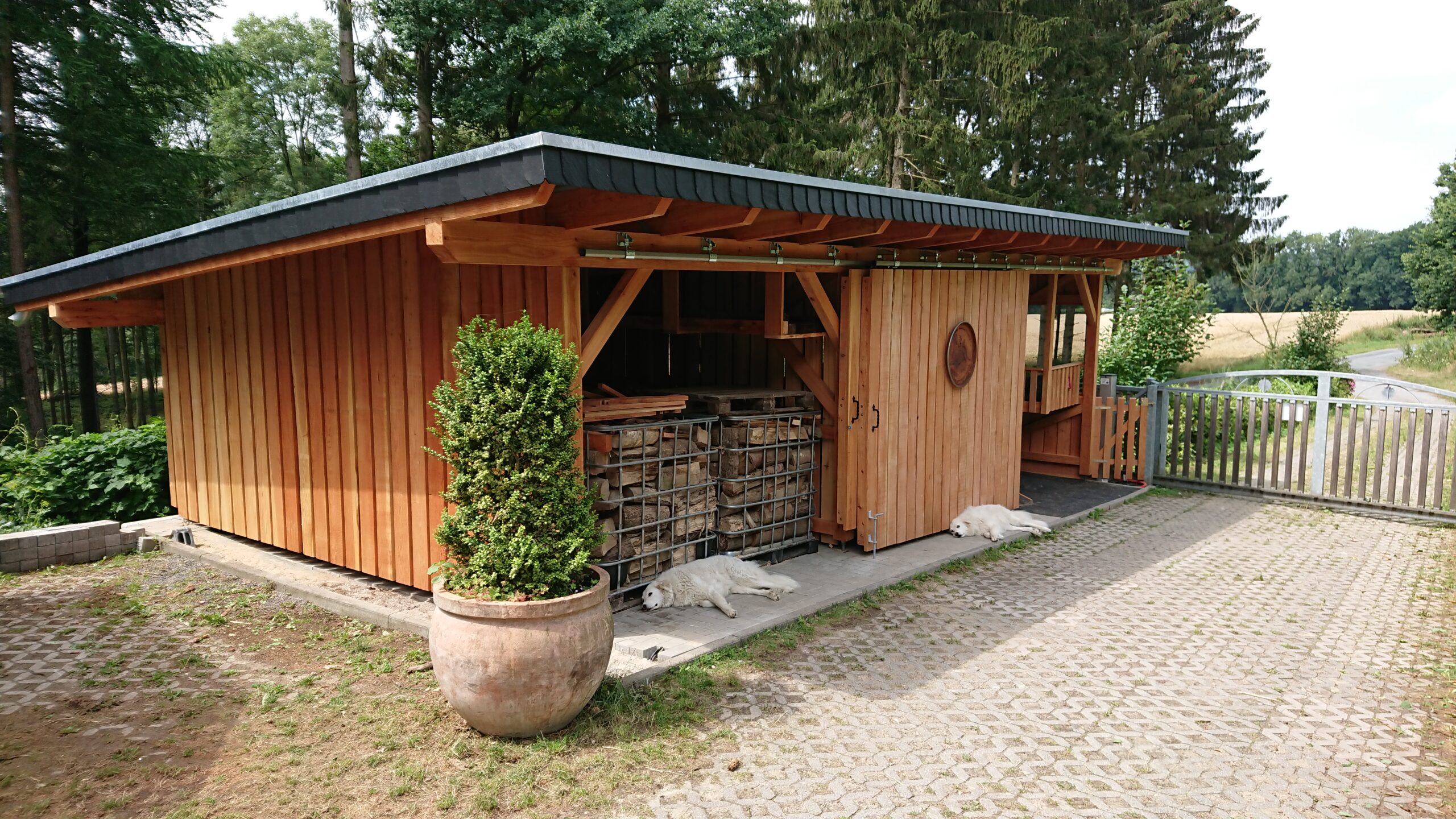 Ein Holzschuppen mit zwei ruhenden weißen Hunden davor, umgeben von Pflanzen in ländlicher Idylle.
