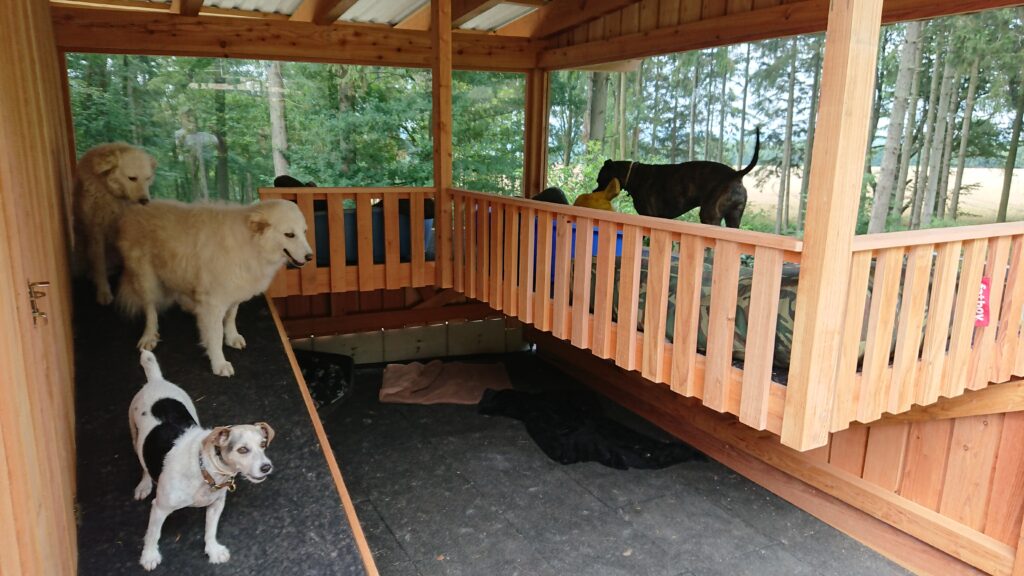 Vier Hunde auf einer überdachten Holzterrasse, umgeben von grüner Natur, wirken entspannt und neugierig.